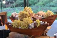 Khám phá mô hình nấm hữu cơ đầy thú vị tại Làng Nấm Đà Lạt