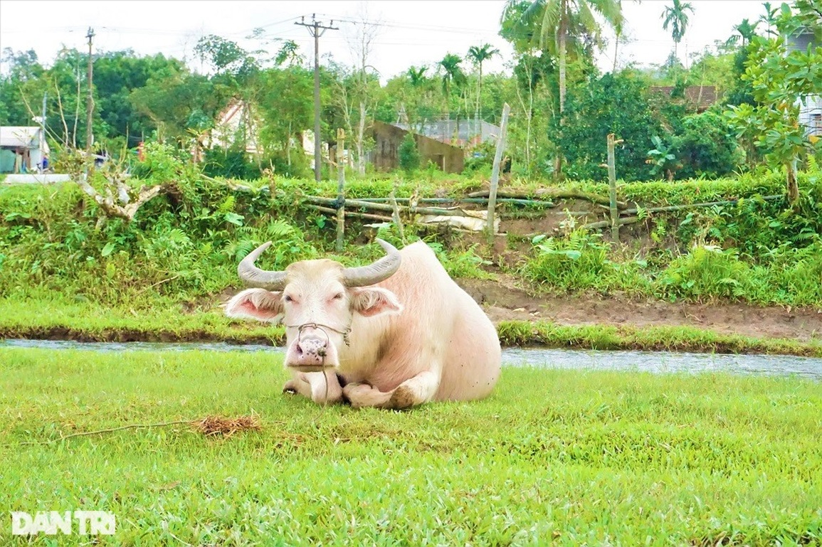 Lạ mắt với đàn trâu trắng muốt, mang lại cơ nghiệp sung túc cho chủ nuôi - 7 Lạ mắt với đàn trâu trắng muốt, mang lại cơ nghiệp sung túc cho chủ nuôi - 7