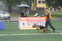 30 chú chó Becgie Đức "khoe" hình thể ở Hà Nội