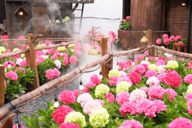 Quán cà phê TPHCM "chơi lớn" phủ đầy hoa cẩm tú cầu, giới trẻ đổ xô sống ảo