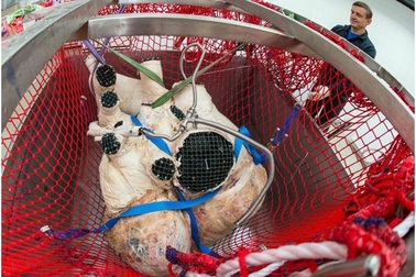 Trái tim nặng gần 200kg và to bằng một chiếc xe hơi của cá voi xanh