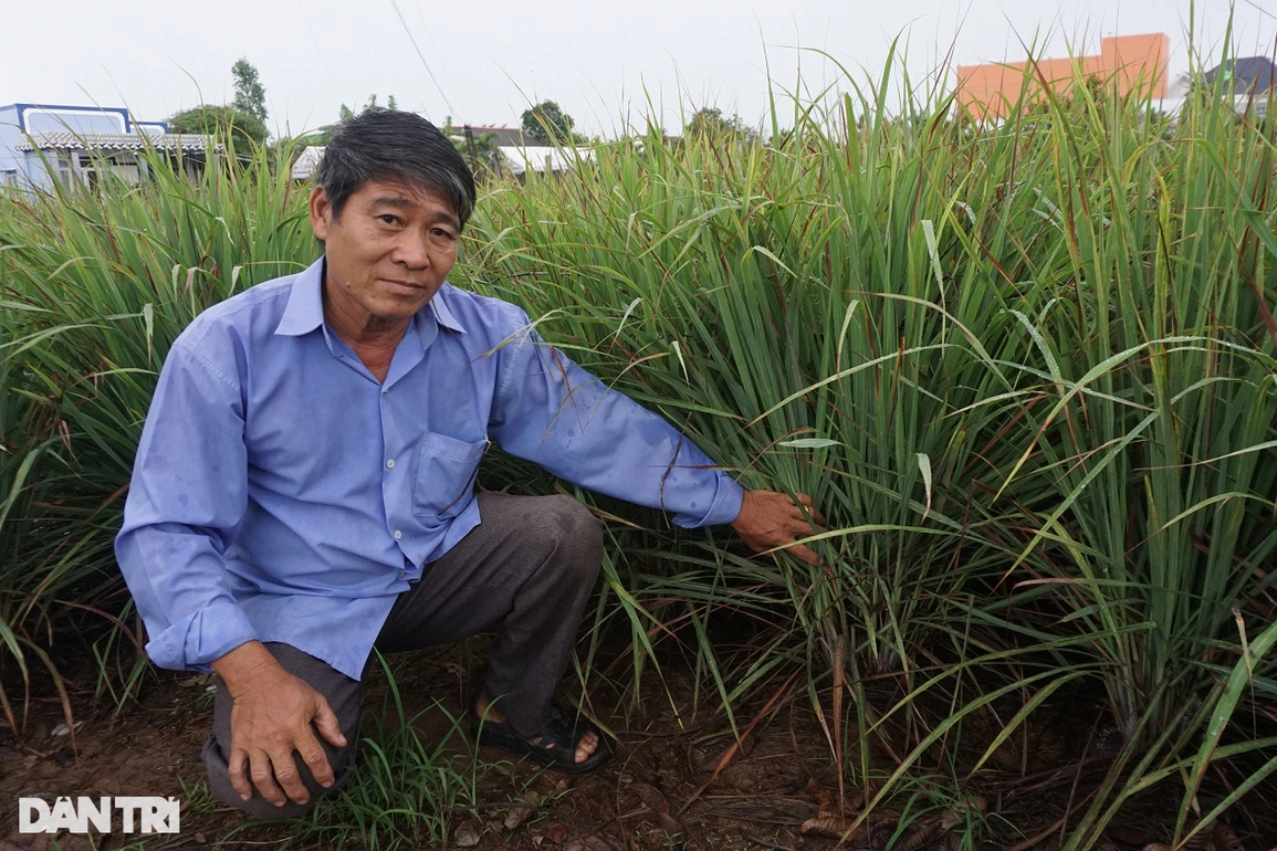 Nông dân khấm khá nhờ trồng sả trên đất nhiễm mặn lãi gấp 5 cấy lúa - 2 Nông dân khấm khá nhờ trồng sả trên đất nhiễm mặn lãi gấp 5 cấy lúa - 2