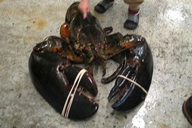 Bắt được tôm hùm “khủng” nặng 12kg