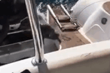 Hải cẩu nhảy lên tàu du khách tránh đàn cá voi sát thủ