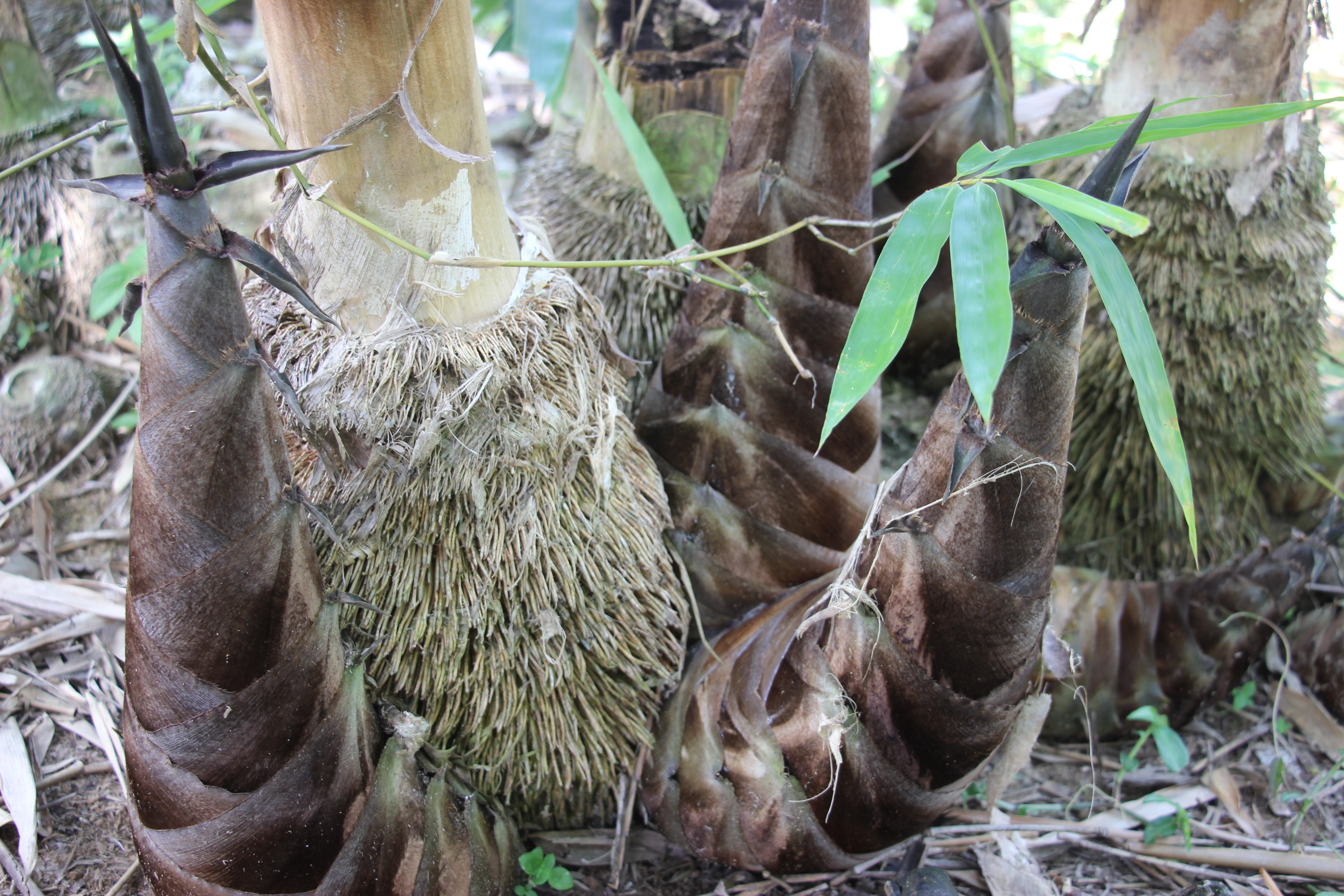 Vươn lên ổn định đời sống nhờ “bám” nghề trồng tre lấy măng - 3 Vươn lên ổn định đời sống nhờ “bám” nghề trồng tre lấy măng - 3