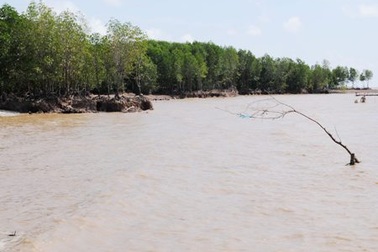 Xử nghiêm hành vi xâm hại rừng phòng hộ ven biển