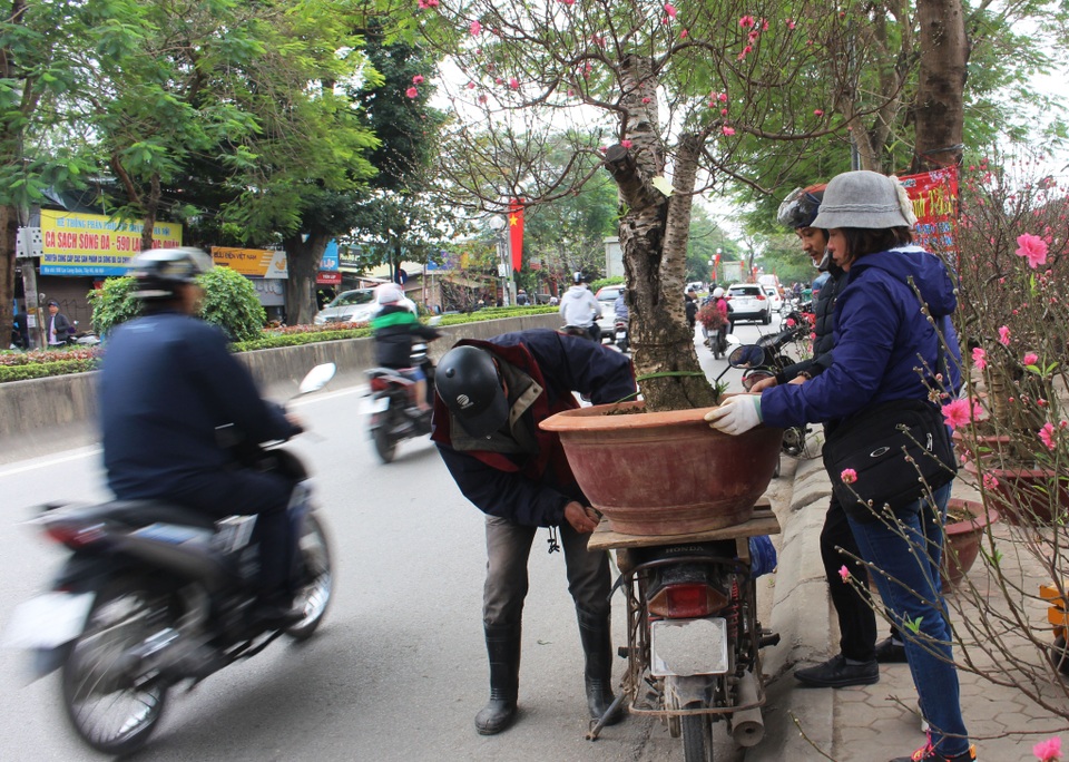 Xe ôm bỏ việc chở người, chuyển hướng chở đào, quất thu tiền triệu - 4 Xe ôm bỏ việc chở người, chuyển hướng chở đào, quất thu tiền triệu - 4
