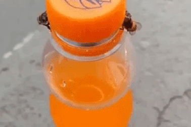 Ngỡ ngàng hai con ong cùng "hợp tác" mở nắp chai nước ngọt