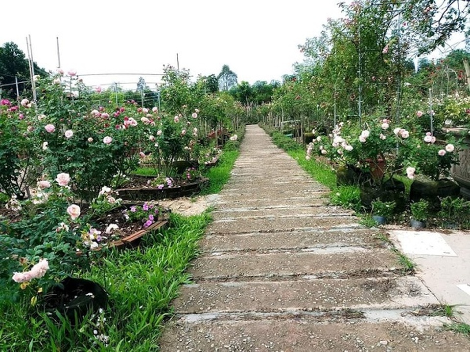 Bỏ việc ở Hà Nội, 8X Phú Thọ về quê trồng vườn hoa hồng khủng - 2 Bỏ việc ở Hà Nội, 8X Phú Thọ về quê trồng vườn hoa hồng khủng - 2