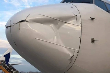 Tân Sơn Nhất kiểm soát chim trời, mèo hoang để đảm bảo an toàn bay