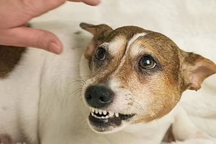 3 tháng sau khi bị chó cắn, người đàn ông bất ngờ sợ nước rồi nguy kịch