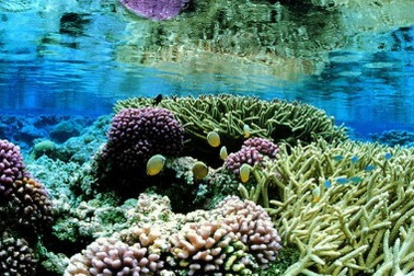 Obama lệnh lập khu bảo tồn biển lớn nhất thế giới