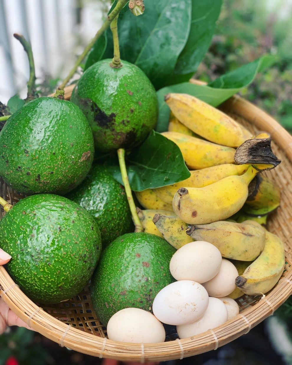 Ấn tượng nhà vườn xinh đẹp, xanh mát trong rẫy cà phê của gia đình Đắk Lắk - 10 Ấn tượng nhà vườn xinh đẹp, xanh mát trong rẫy cà phê của gia đình Đắk Lắk - 10