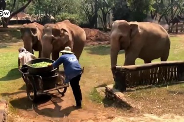 Voi Thái Lan đối diện với sự đói khát vì du lịch giảm sút