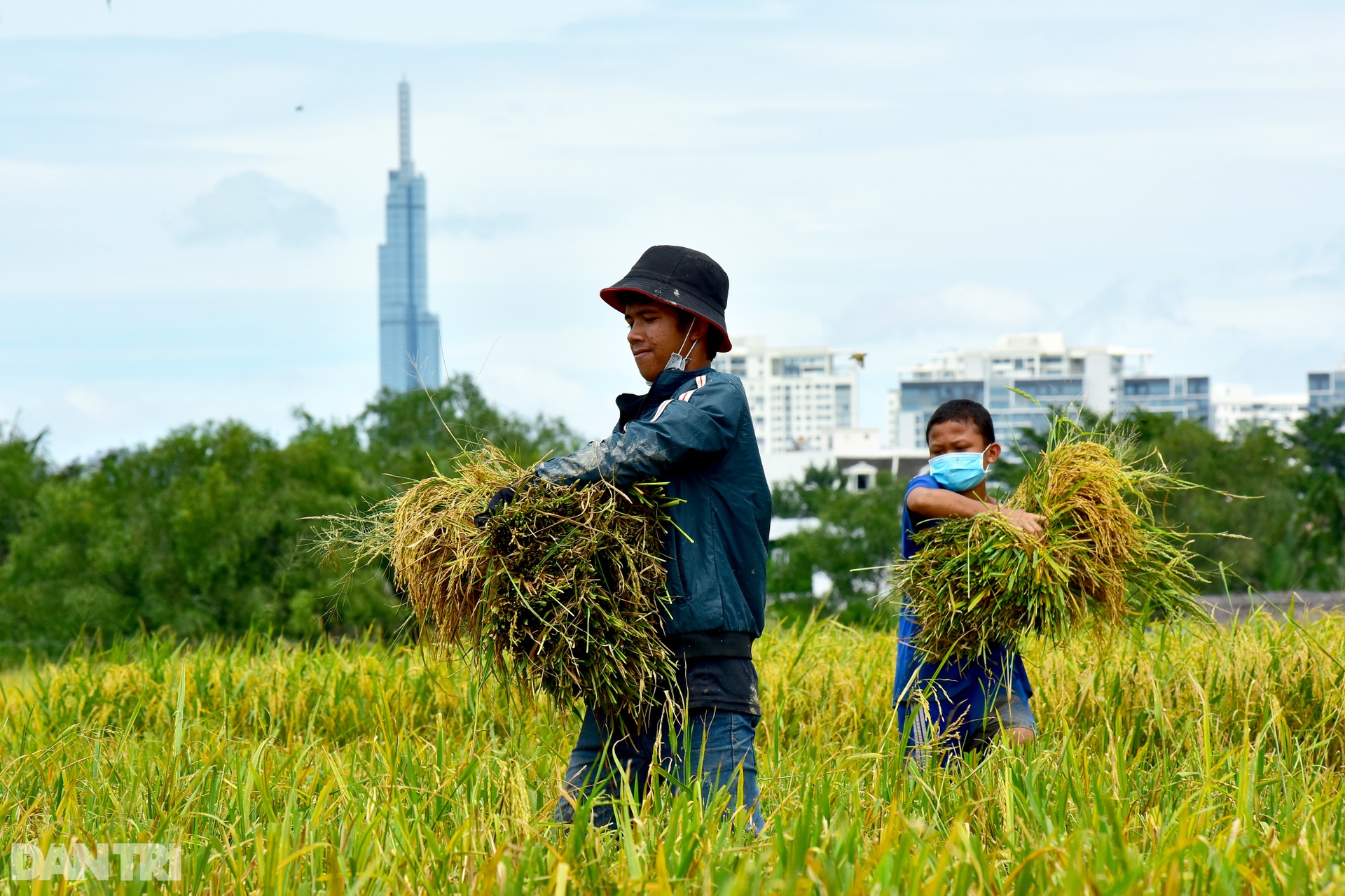 Công nhân_gặt lúa_TP Thủ Đức_Nguyễn Quang_5.jpg