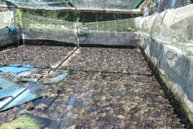 Nuôi ếch “một vốn bốn lời”, dân chài thu hàng trăm triệu đồng mỗi năm