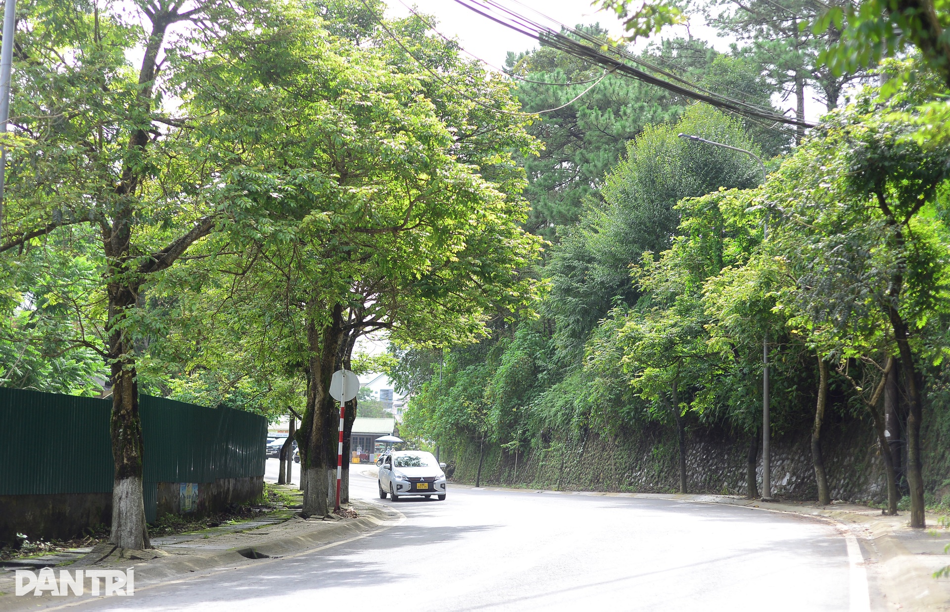 Tuyến đường Đà Lạt đề xuất chặt 108 cây thông ba lá - 11 Tuyến đường Đà Lạt đề xuất chặt 108 cây thông ba lá - 11