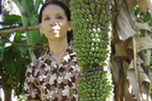 Quảng Trị: Buồng chuối hơn 154 nải