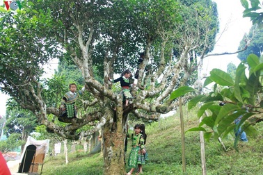 Cảnh báo cho người nước ngoài thuê cây chè cổ thụ ở Hà Giang