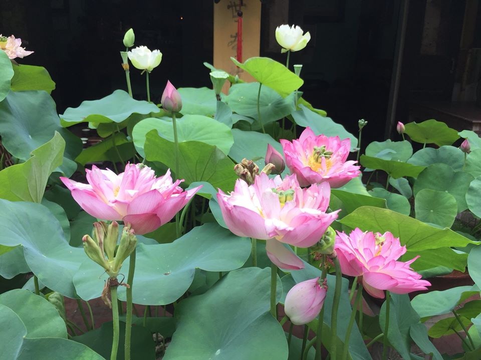 Nhà gỗ cổ “độc nhất” Bắc Bộ, bao quanh sân là vườn sen thơm ngát - 5 Nhà gỗ cổ “độc nhất” Bắc Bộ, bao quanh sân là vườn sen thơm ngát - 5