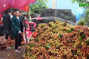 Vải Thanh Hà được giá cao, người dân tất bật thu hoạch