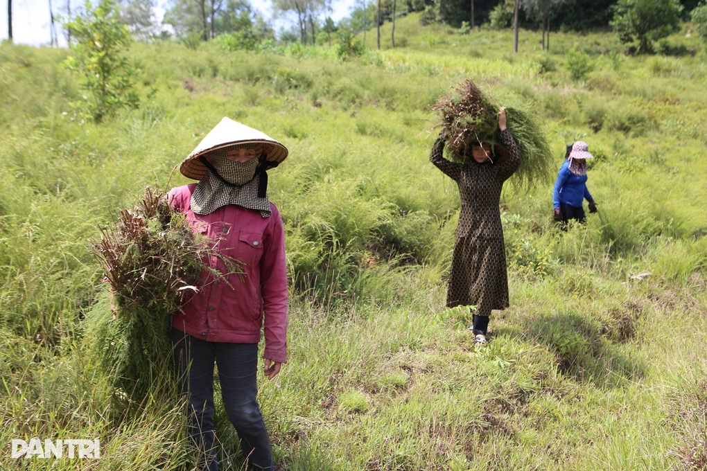 Cây mọc hoang trên đồi thành hàng hóa được giá, dân kiếm bộn tiền - 1