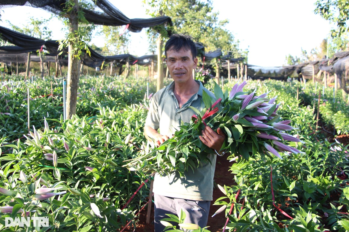Hoa ly tiên khoe sắc xuân trên cao nguyên - 2 Hoa ly tiên khoe sắc xuân trên cao nguyên - 2