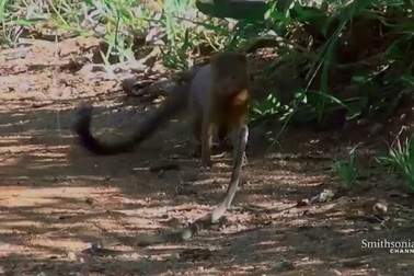 Cận cảnh rắn cực độc châu Phi “tử chiến” với cầy mangut