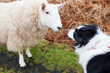 Động vật có hiểu "ngôn ngữ" của loài khác?