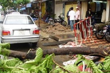 Cây ngã đè bẹp ô tô 