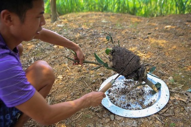 Săn trứng kiến làm món ăn đặc sản ở ngoại thành Hà Nội