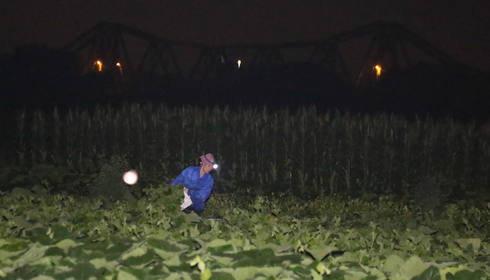 Hà Nội: Dậy từ 1h cắt rau bí, người trồng rau thu hàng chục triệu đồng/vụ - 2 Hà Nội: Dậy từ 1h cắt rau bí, người trồng rau thu hàng chục triệu đồng/vụ - 2