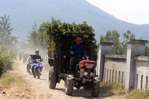 Phú Yên: Kiếm tiền từ phụ bán quất cảnh dịp cận Tết