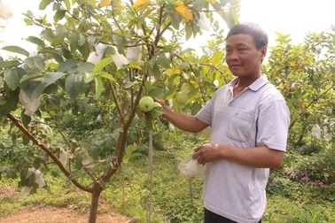 Bí quyết chăm ổi lê Đài Loan ra trái ngọt, giòn, thu về tiền tỷ