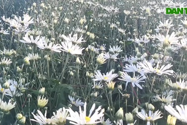 Cận cảnh vườn tam giác mạch, cúc họa mi "khoe sắc" trên Tây Nguyên