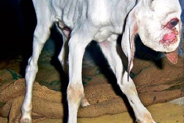 Kỳ lạ dê 1 mắt ở Ấn Độ