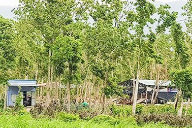 Giám đốc Sở “nhận khuyết điểm” vì cấp dưới giao trái phép cả trăm ha rừng