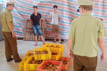 Bắt ô tô bắn tải vận chuyển 2,5 vạn gà giống nhập lậu