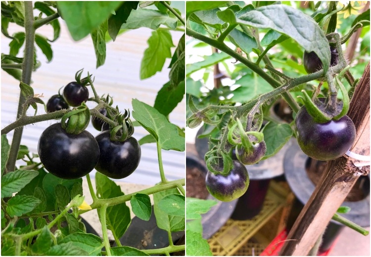 Mẹ đảm chia sẻ cách trồng giống cà chua lạ, vỏ nâu sẫm như socola - 1 Mẹ đảm chia sẻ cách trồng giống cà chua lạ, vỏ nâu sẫm như socola - 1