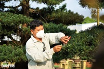 Lạ lùng nghề "trang điểm" cho cây kiểng hốt bạc triệu mùa Tết