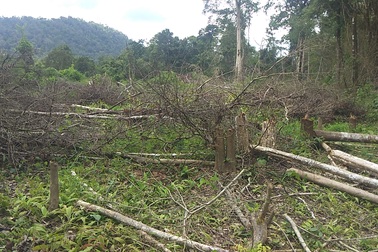 Gần 1.200ha diện tích rừng “bị mất”: Khởi tố nguyên trưởng ban