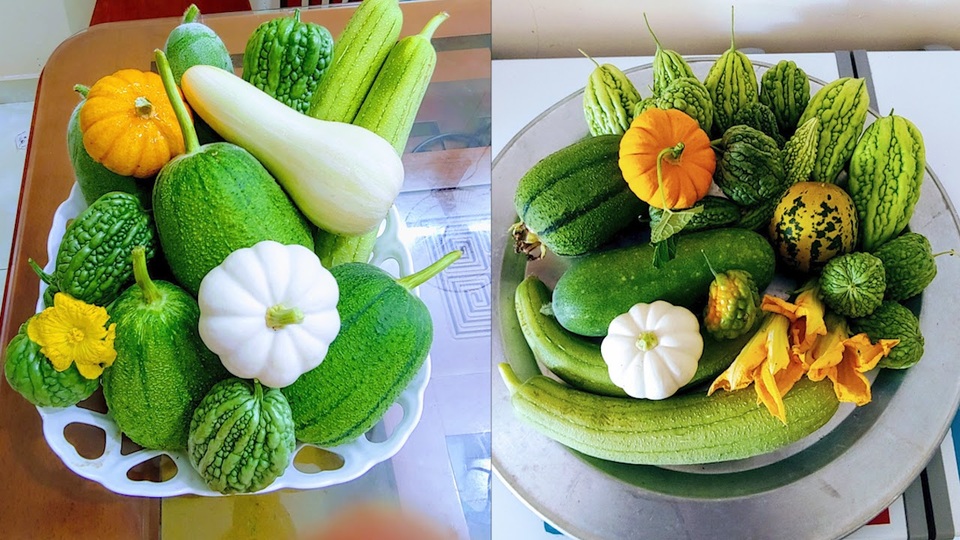 Mẹ đảm Hải Phòng vác đất lên sân thượng, tự tạo nông trại hữu cơ xanh tốt - 10 Mẹ đảm Hải Phòng vác đất lên sân thượng, tự tạo nông trại hữu cơ xanh tốt - 10