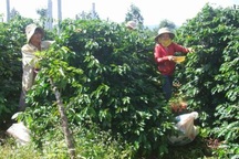 Cảnh báo việc thương lái Trung Quốc lũng đoạn hồ tiêu 