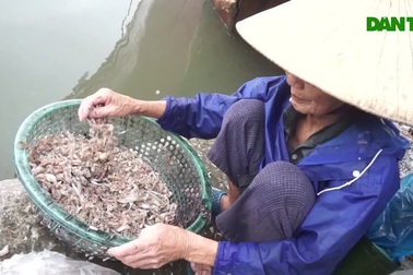 Phận già mưu sinh nơi cảng biển