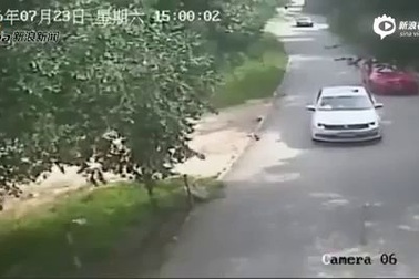 Video toàn cảnh vụ du khách bị hổ vồ trong công viên lần đầu được công bố