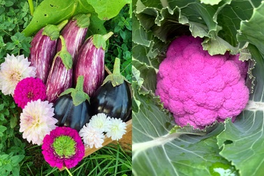 Bà mẹ 4 con đam mê trồng nông sản sạch, chinh phục cả trăm giống cây