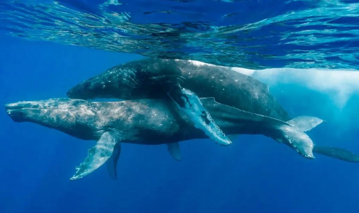 Phát hiện ngoài tưởng tượng về đời sống tình dục của cá voi lưng gù - 1