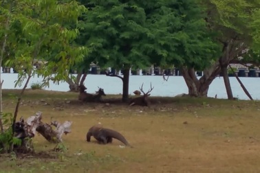 Xem cách rồng Komodo săn hươu thế nào?