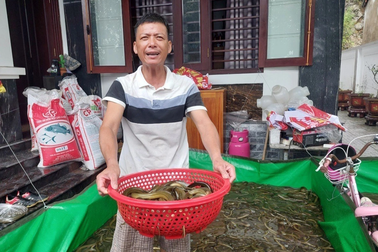 Giải cứu 6 tấn lươn gặp lũ lụt, phải sơ tán gấp