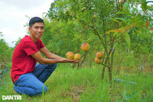 Bỏ lúa, trồng giống lựu "khủng", da đỏ như son thu lãi tiền tỷ